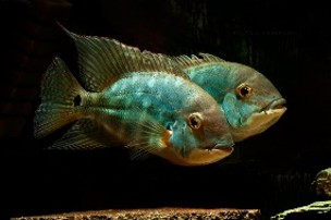 Cichlid lora green — 13